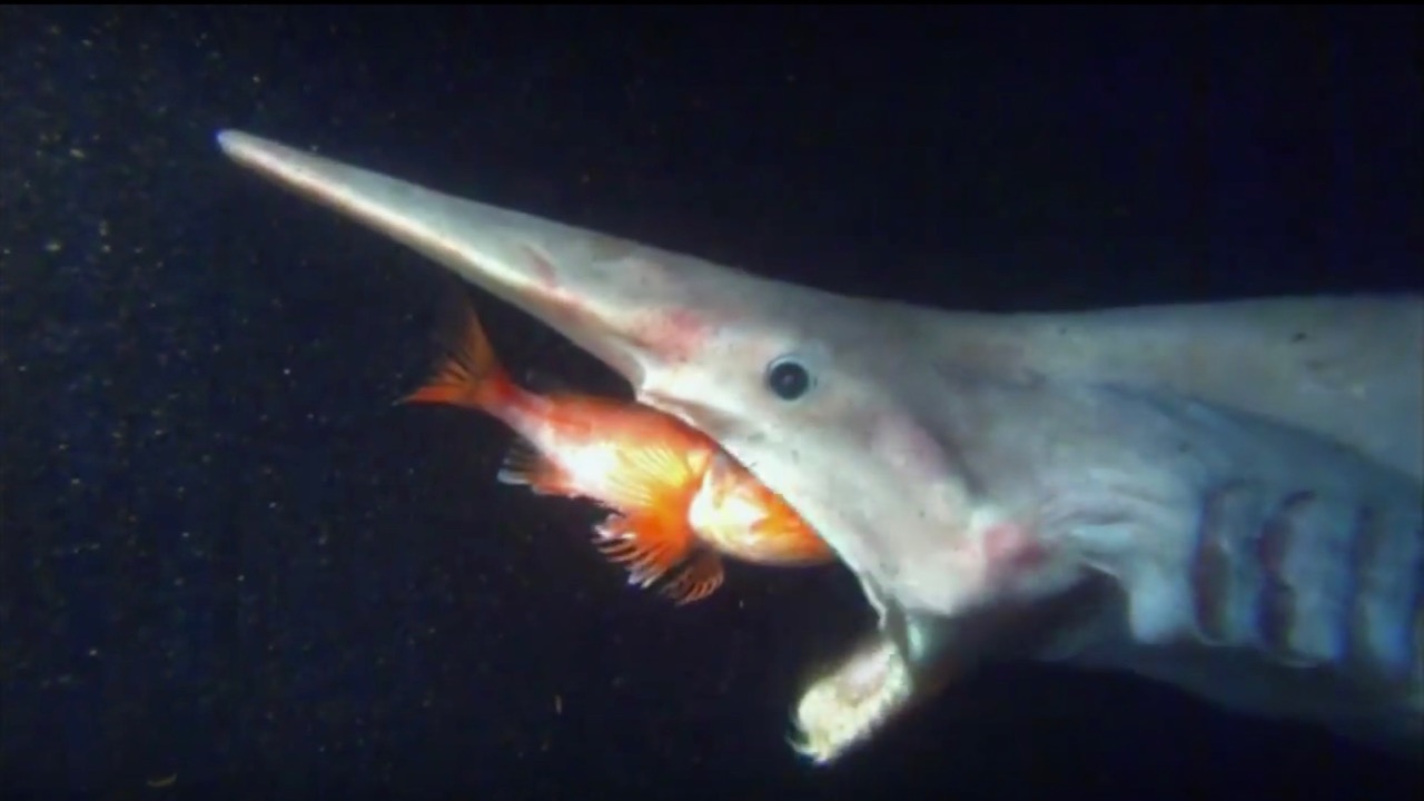 Goblin shark: The mysterious predator of the deep ocean