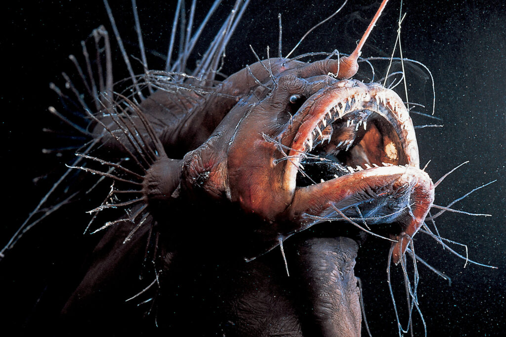 Anglerfish with the huge nose...the sea goblin!