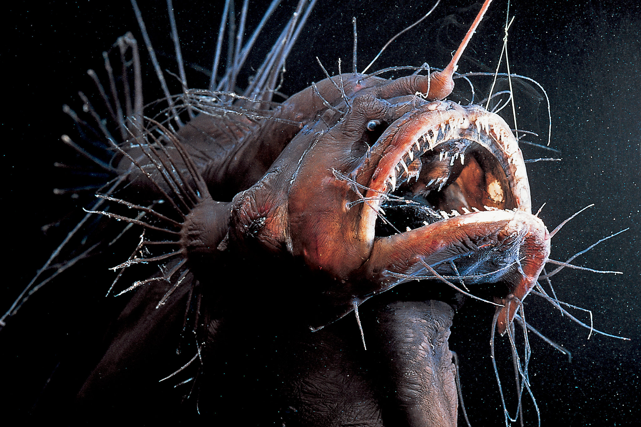 Anglerfish with the huge nose...the sea goblin!