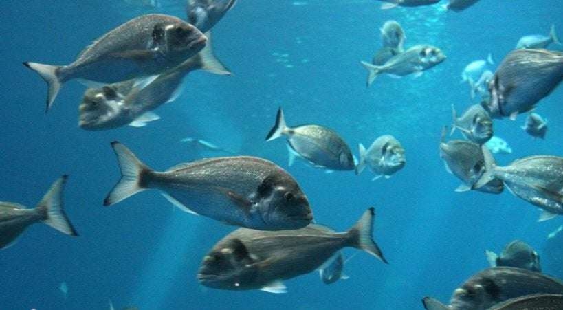 Controversy Reorganizing Bluefin Tuna Liecence