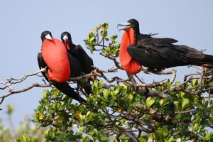 Frigate Bird: Sleep during flight  