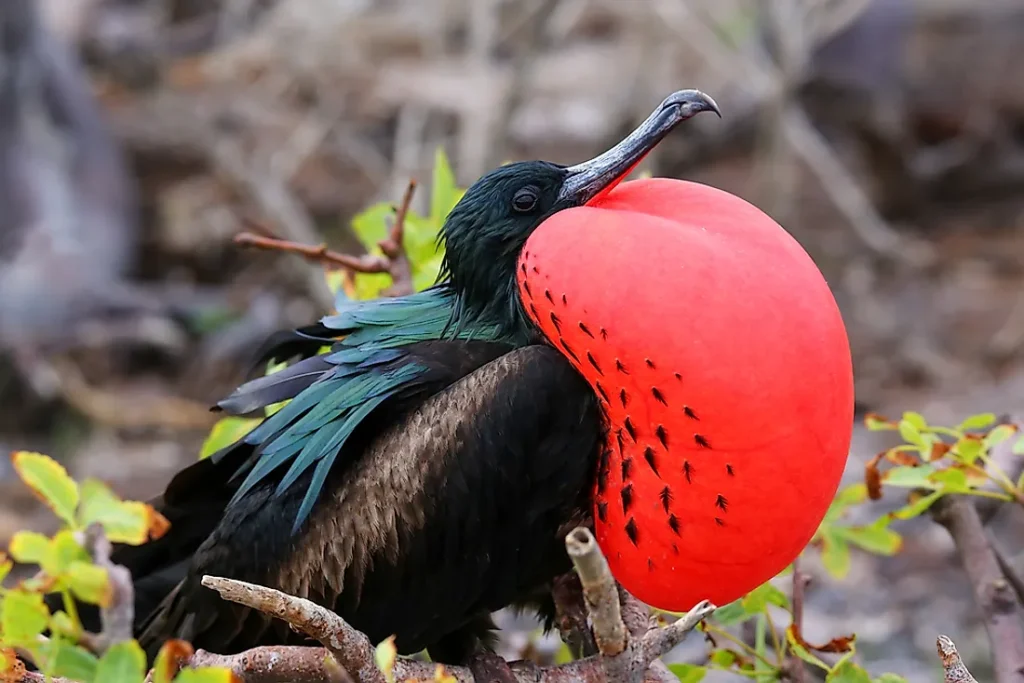 Frigate...the pirate bird, the fastest bird in the world!