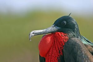 Frigate Bird: Sleep during flight  