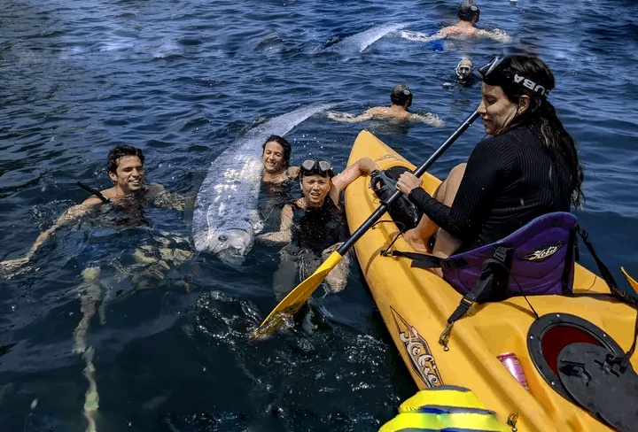 Rare ‘doomsday’ oarfish spotted off dead in California coast Maritime Tickers