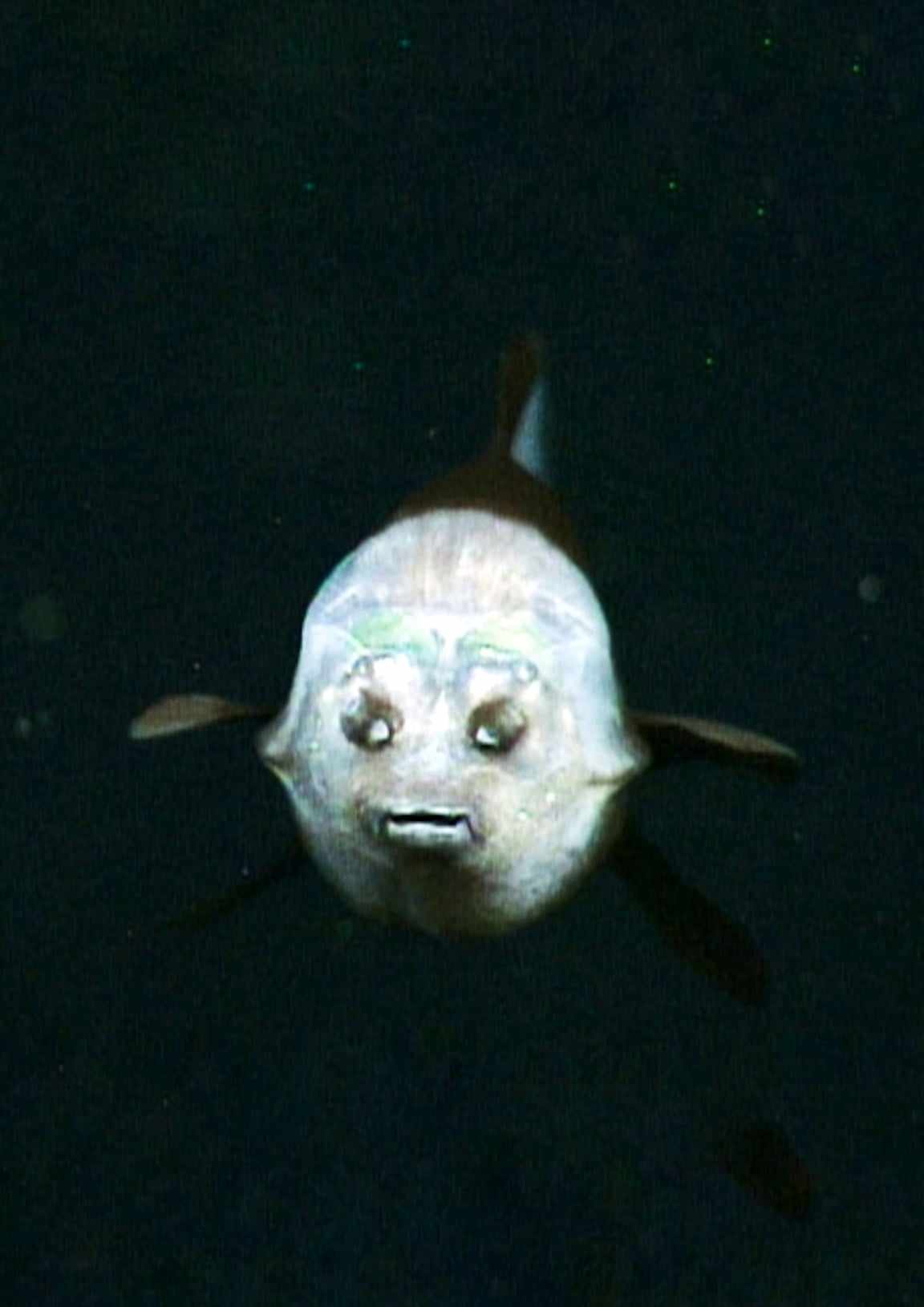 Macropinna Mysterious the Pacific barreleye fish Maritime Tickers