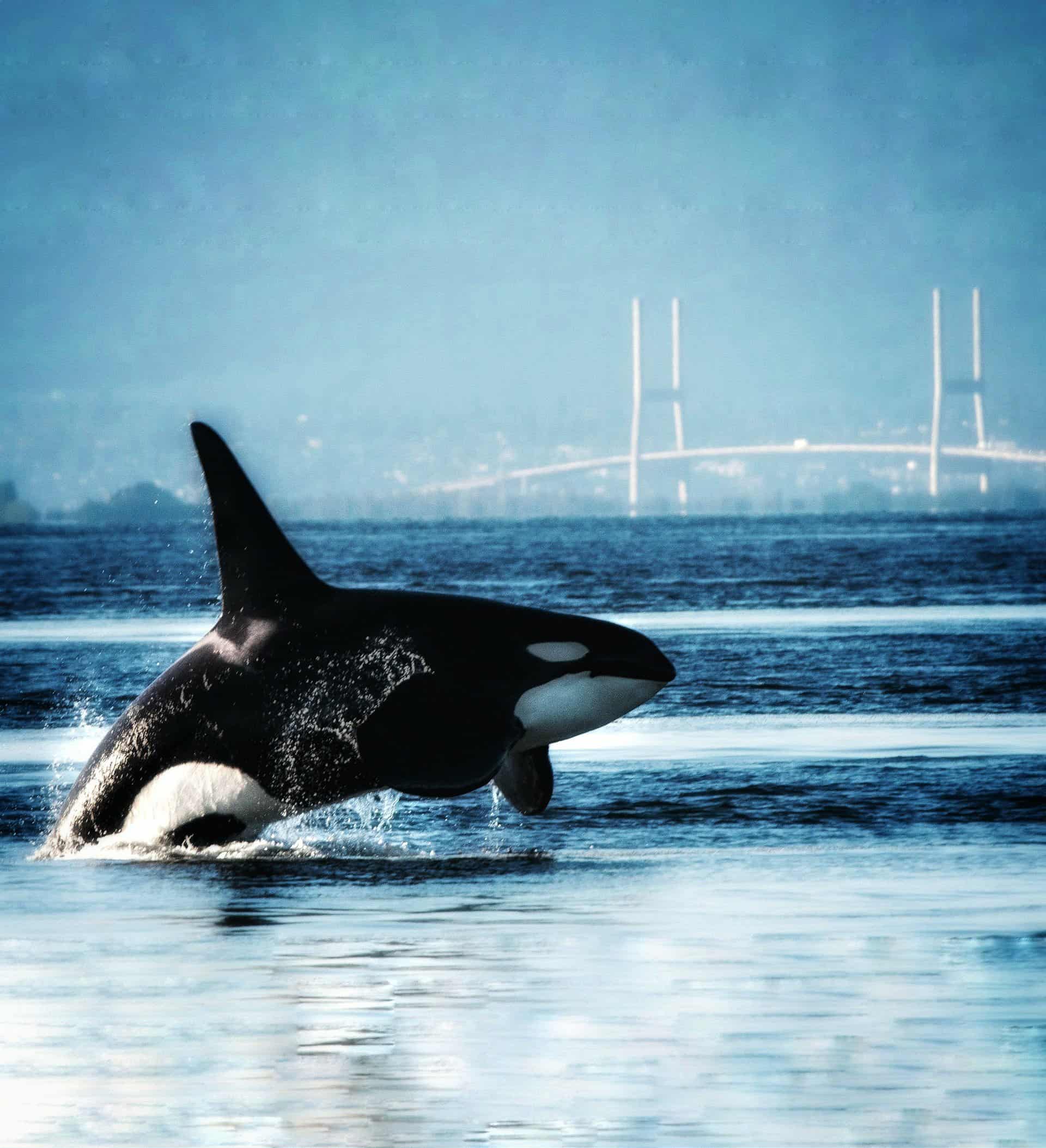 Vancouver Port Launched (ECHO) Program to protect risk whales Maritime Tickers.jpg