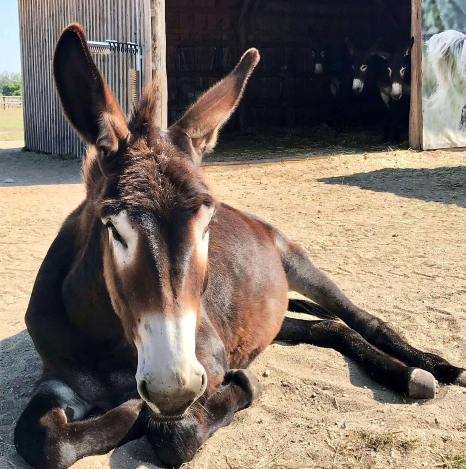 Port of Rotterdam starts trial with Spanish donkeys Maritime Tickers.jpg